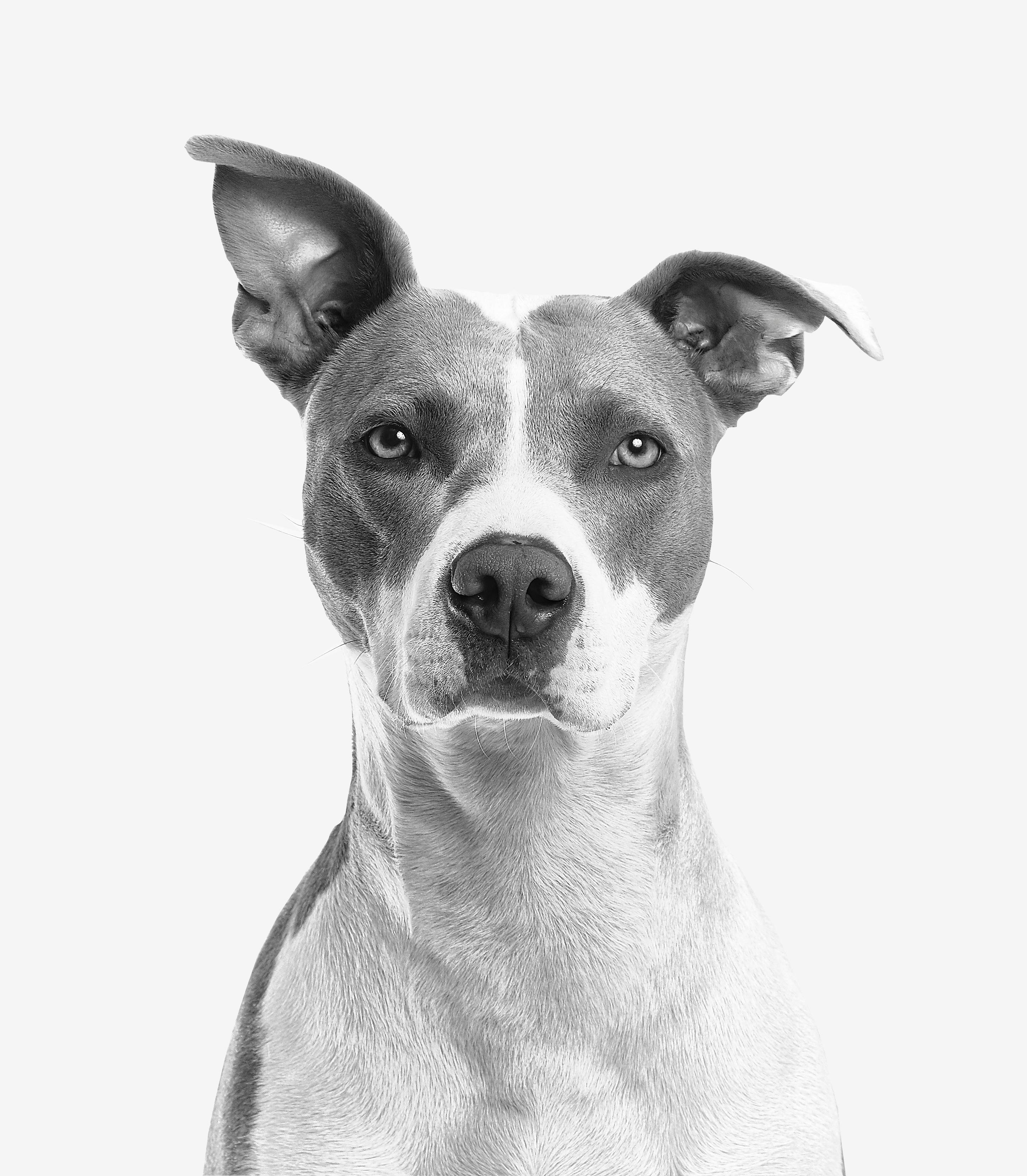 Creative portrait photograph of a Dog